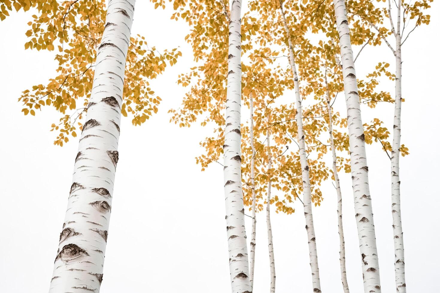 Birch Trees in Autumn photo