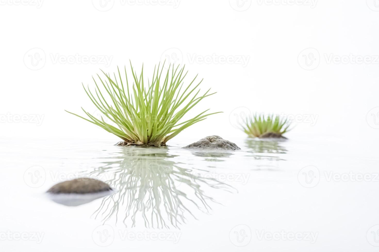 Green grass on rocks in water photo