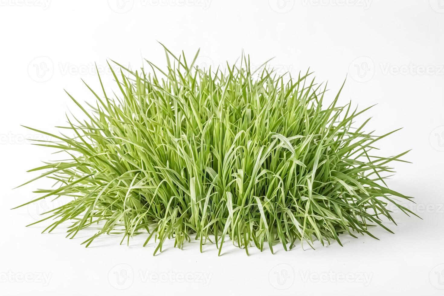 Lush Green Grass on White Background photo
