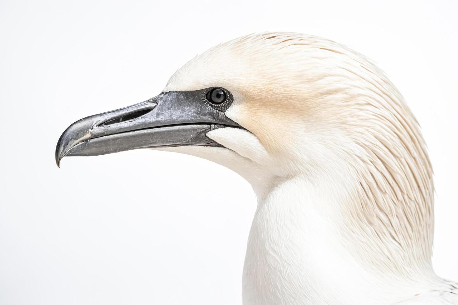 Close-up of a Gannet's Head and Beak photo
