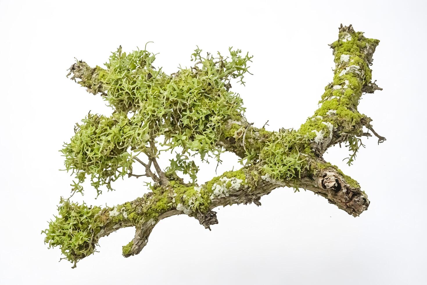 Mossy Tree Branch Isolated on White Background photo