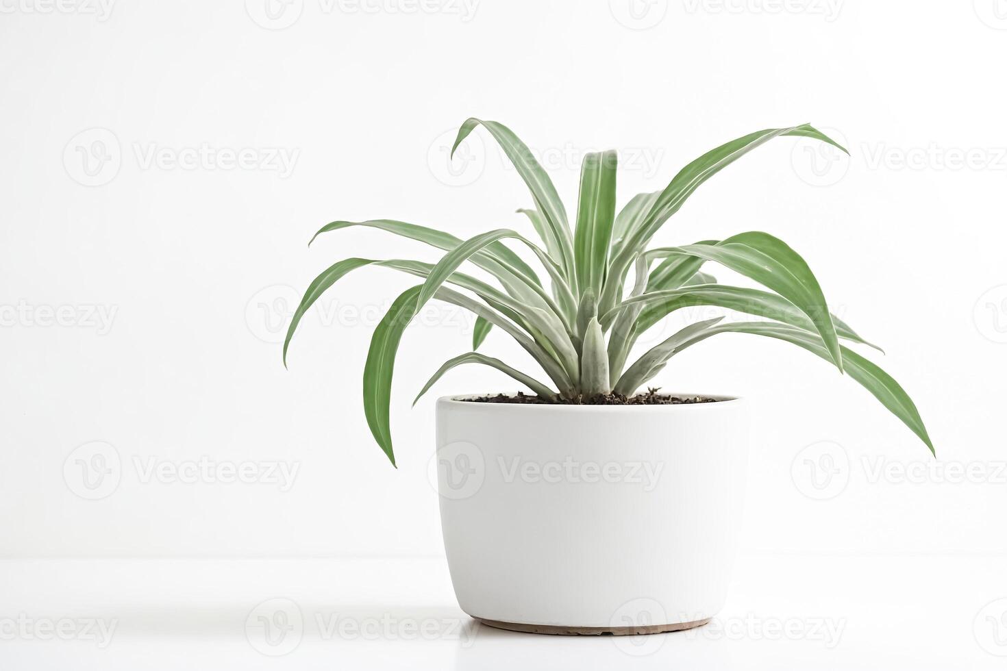 Green Plant in White Pot on White Background photo