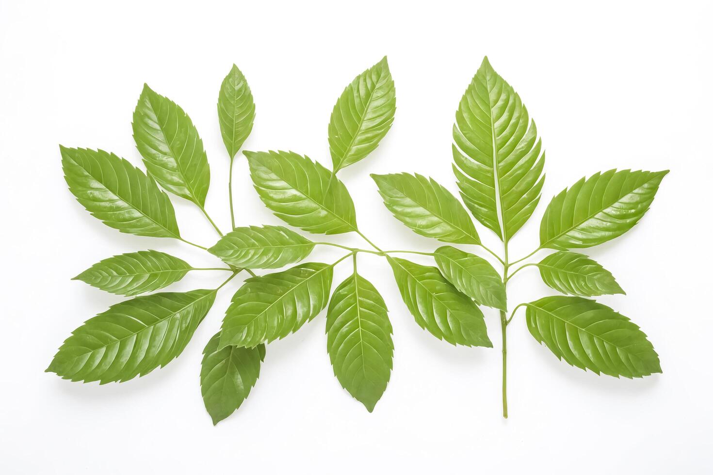 Green Leaves Isolated on White Background photo