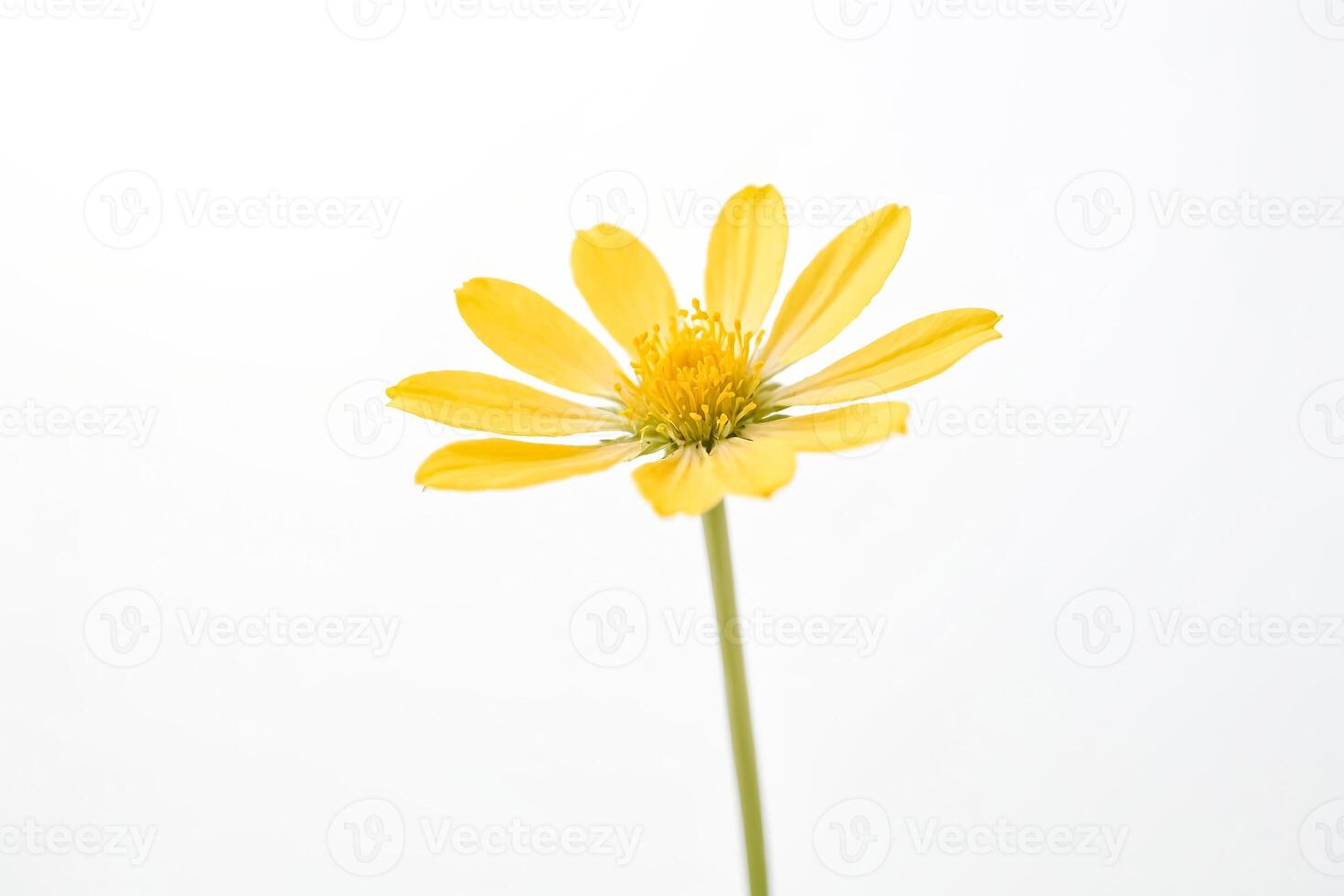 Single Yellow Wildflower on White Background photo