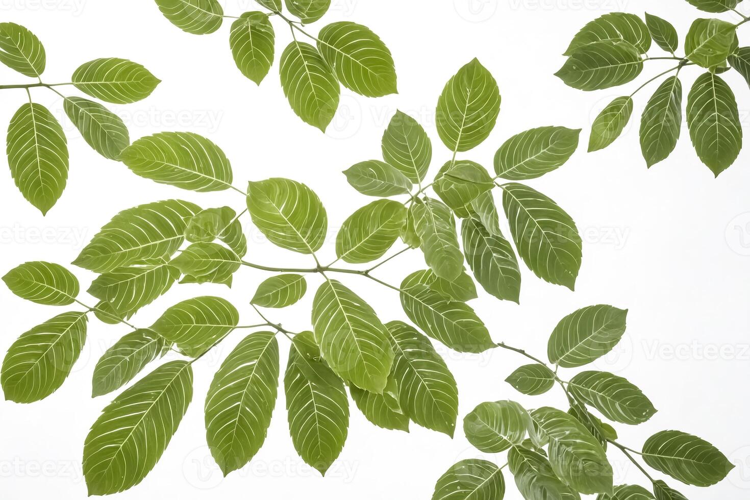 Green leaves with white veins on a white background photo