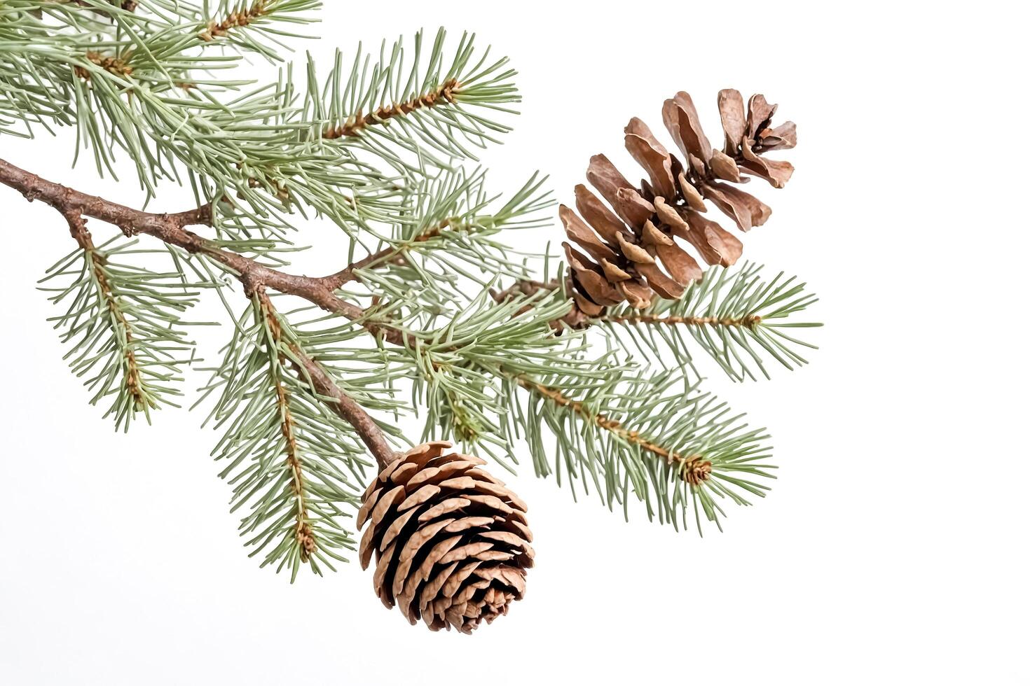 Pine Branch with Cones Isolated on White photo
