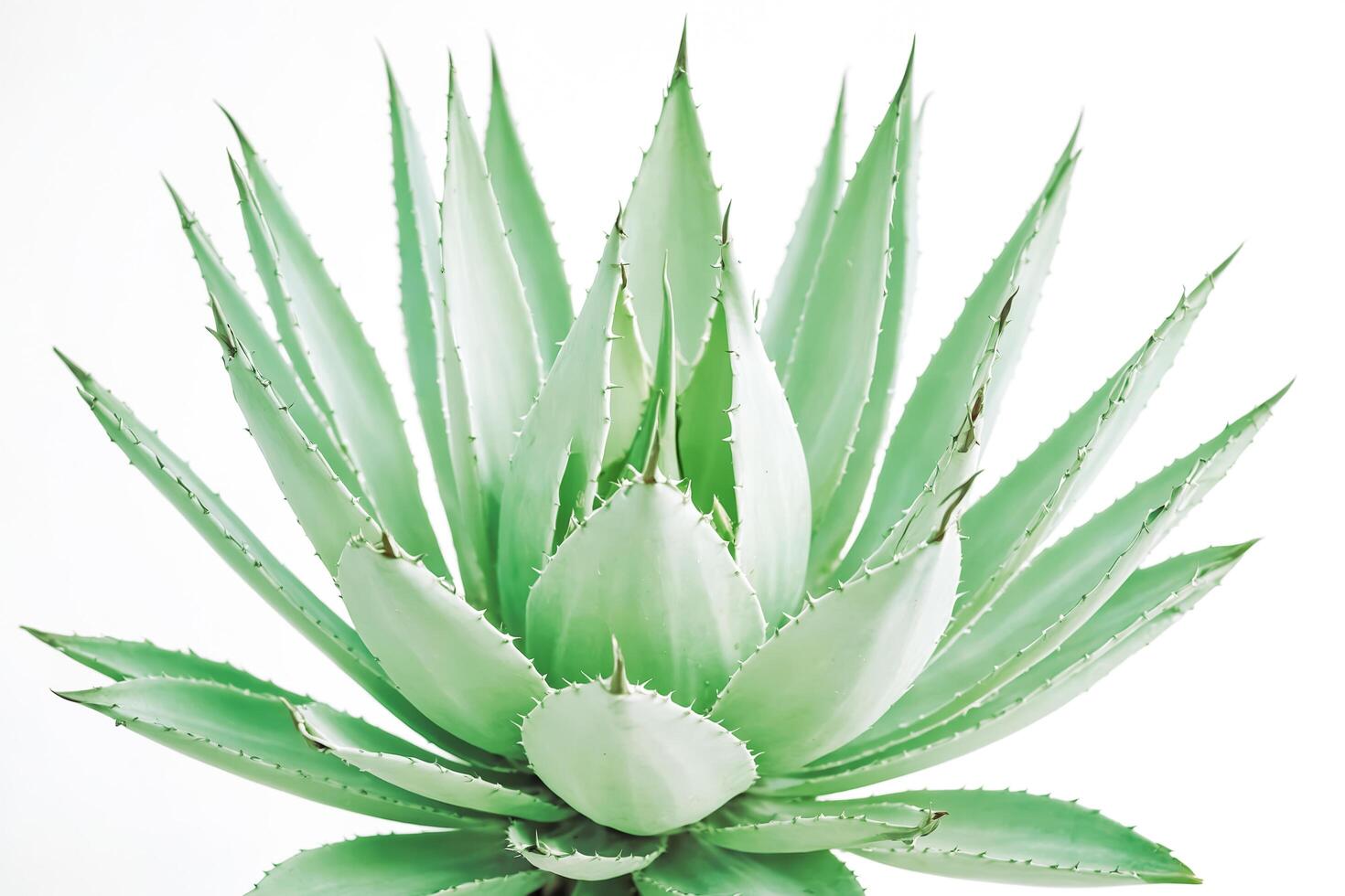 Agave Macroacantha, Black Spined Agave Plant Isolated on White Background photo