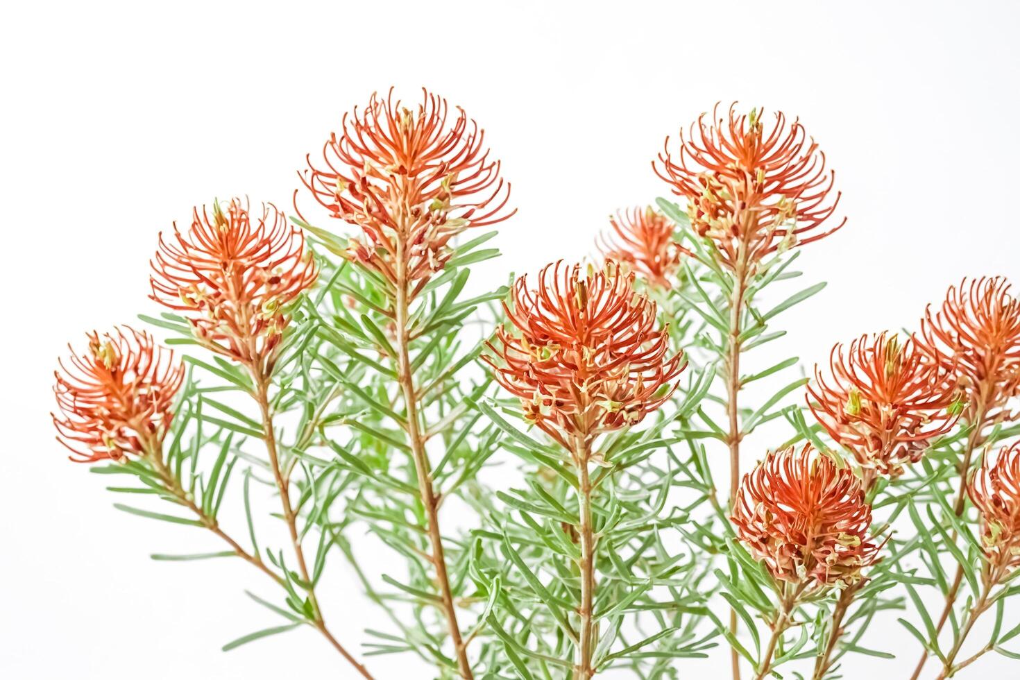 Bunch of Orange Gerbera Daisies on White Background photo