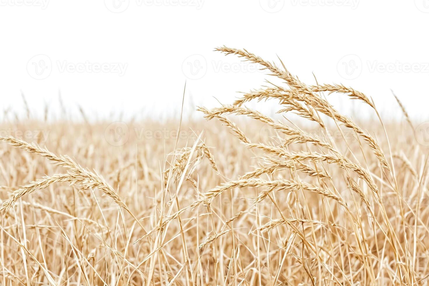 Dry Grass Field photo