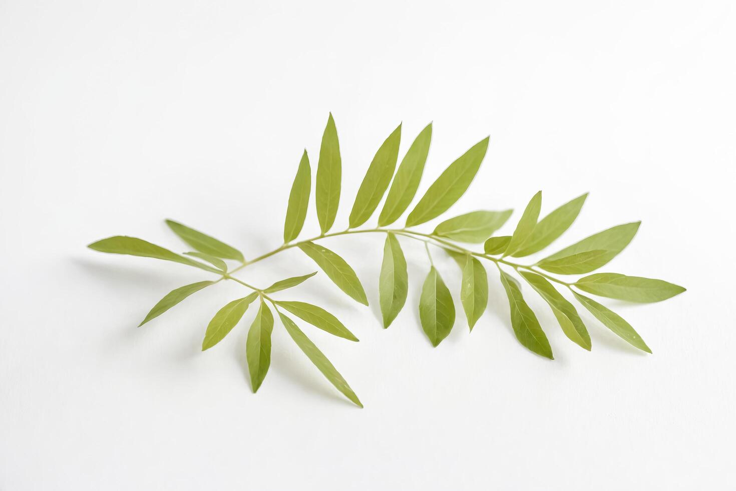 Green leaves on white background photo
