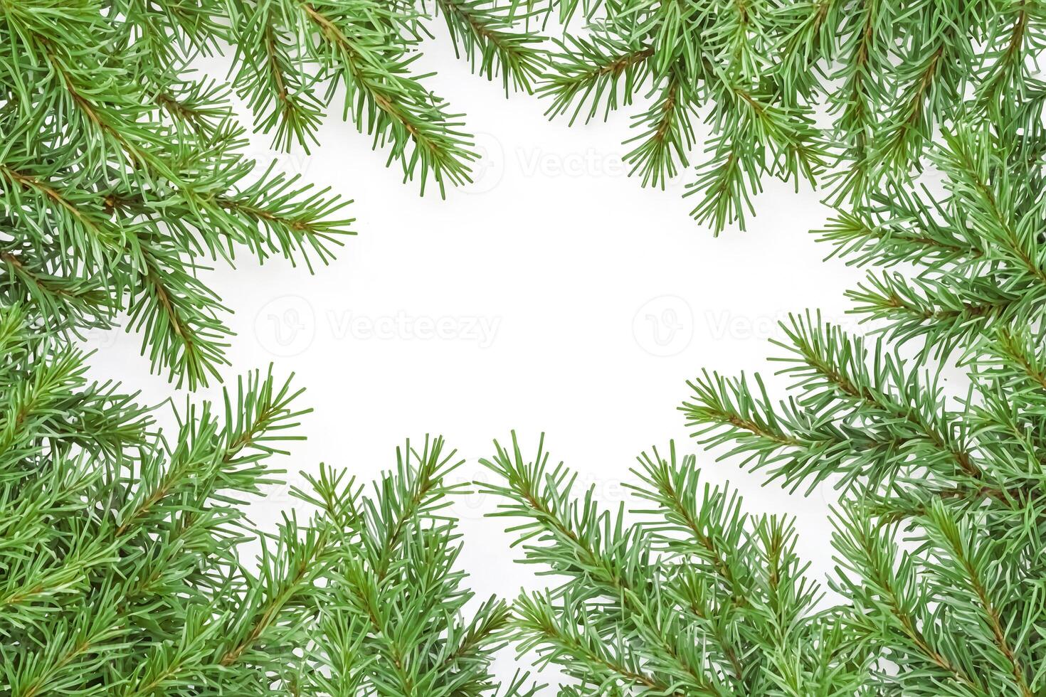 Evergreen Frame on White Background photo