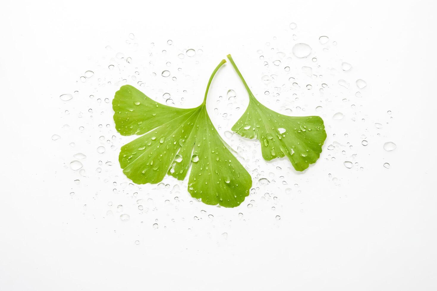 Ginkgo Leaf with Water Droplets photo