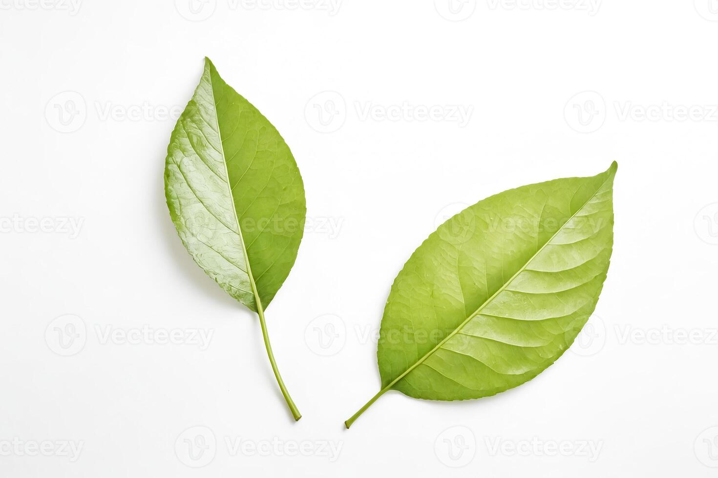 Two green leaves on a white background photo