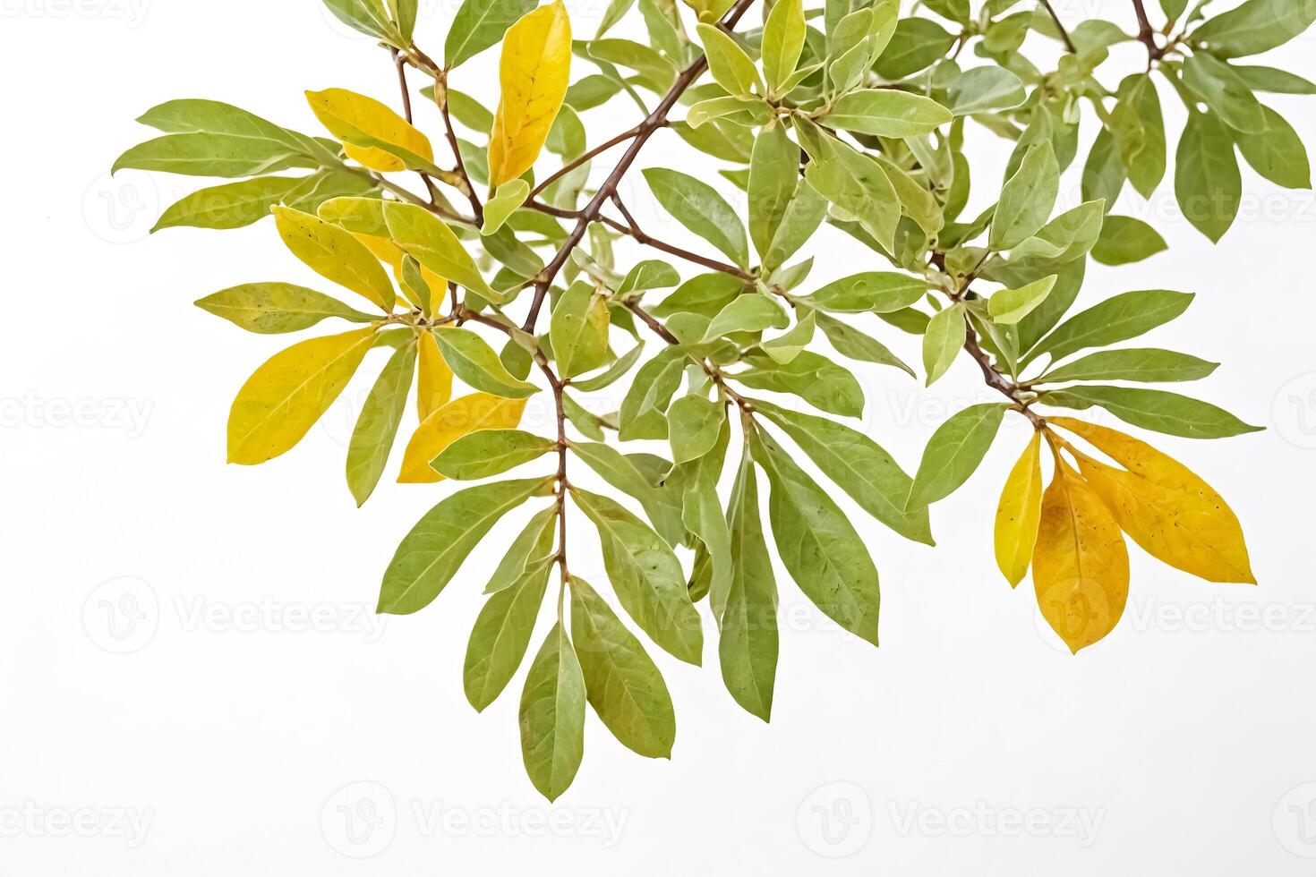 Yellow and Green Leaves on White Background photo