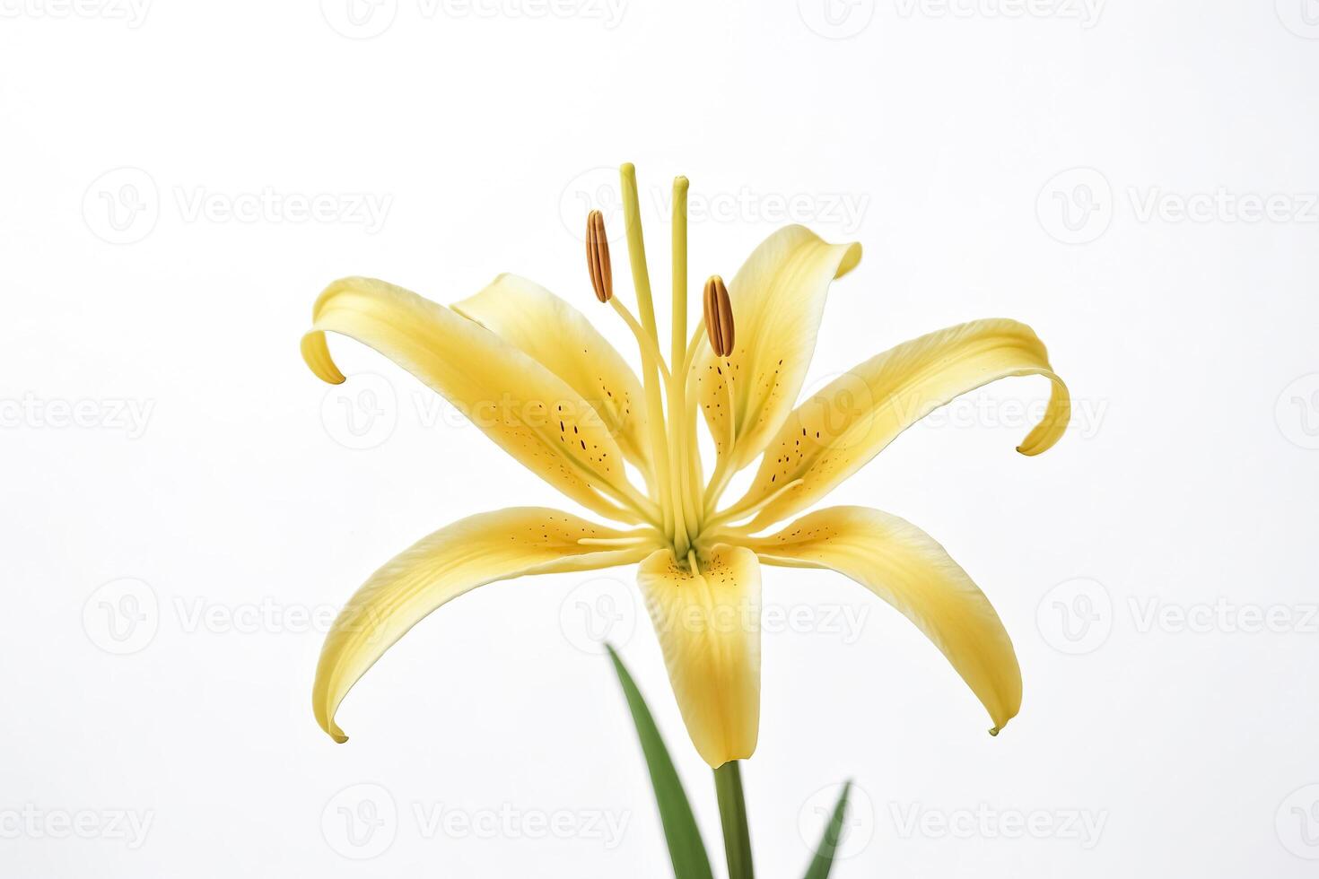 Single Yellow Lily Flower on White Background photo