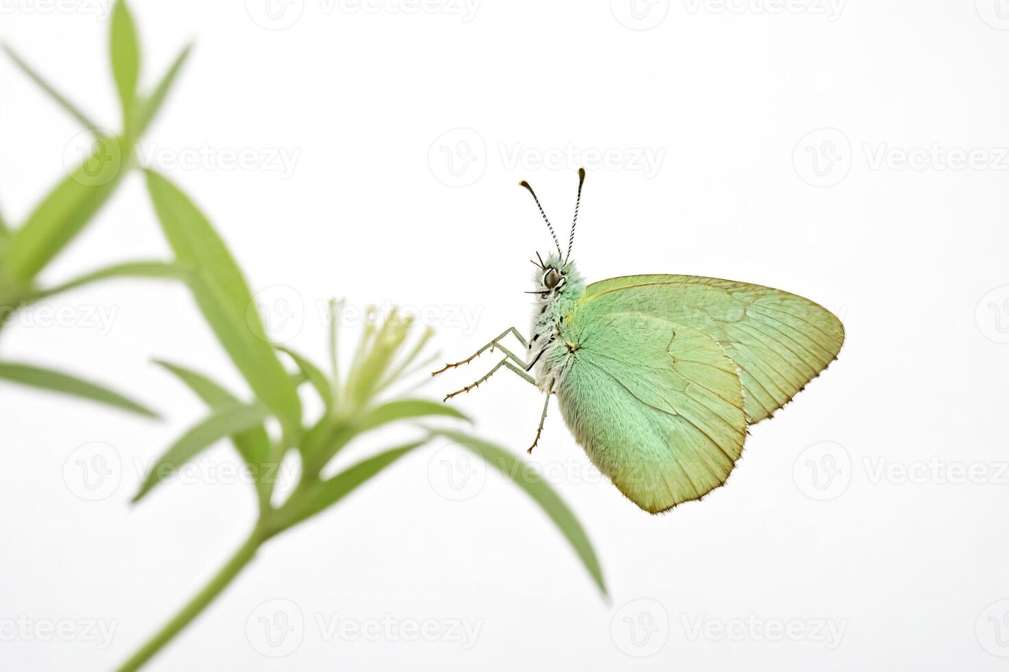 Green Butterfly on White Background photo
