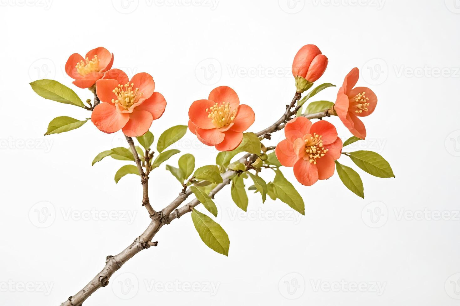Branch with Orange Flowers and Green Leaves on White Background photo