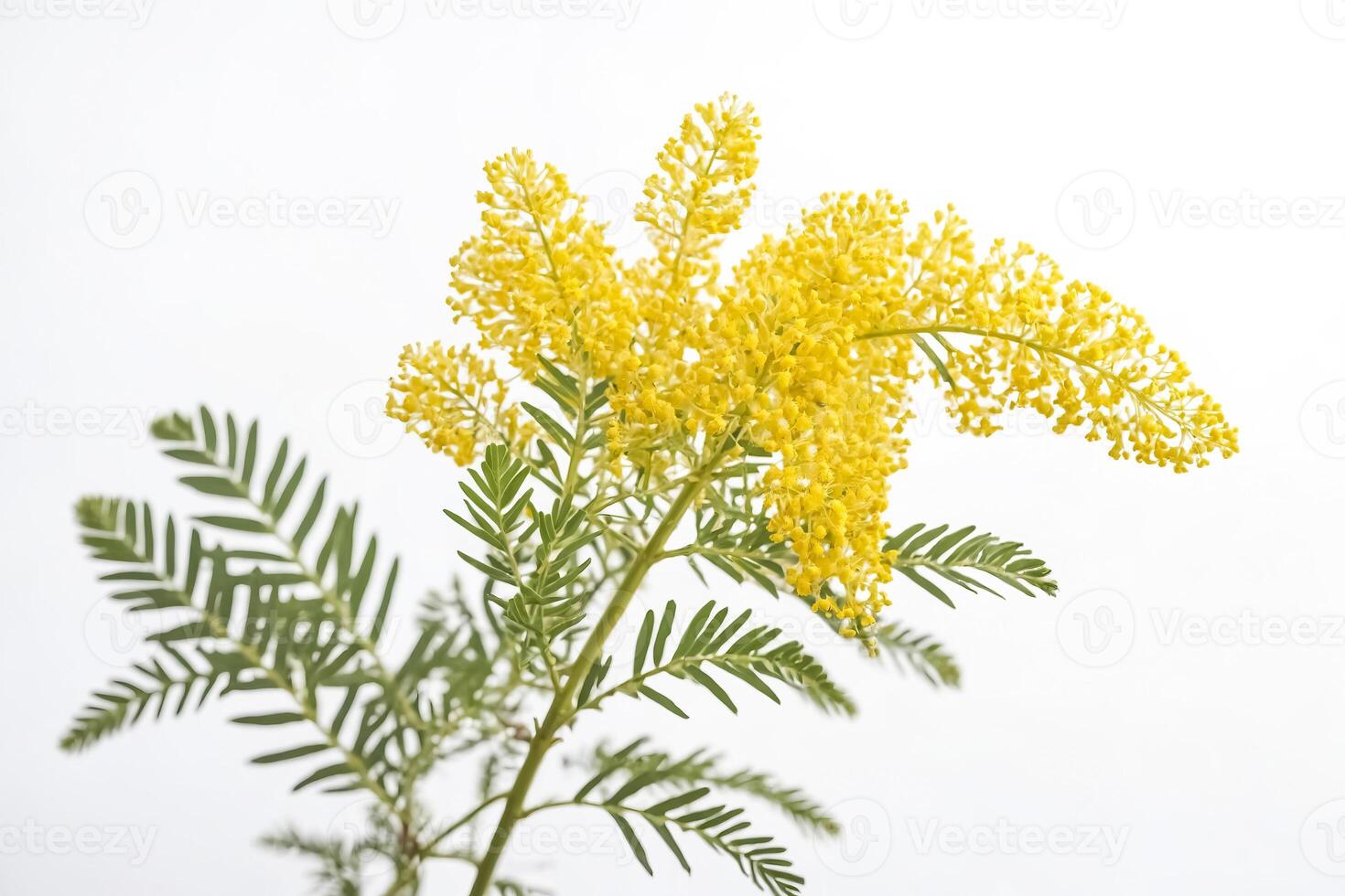 Mimosa Branch with Yellow Flowers Isolated on White Background photo
