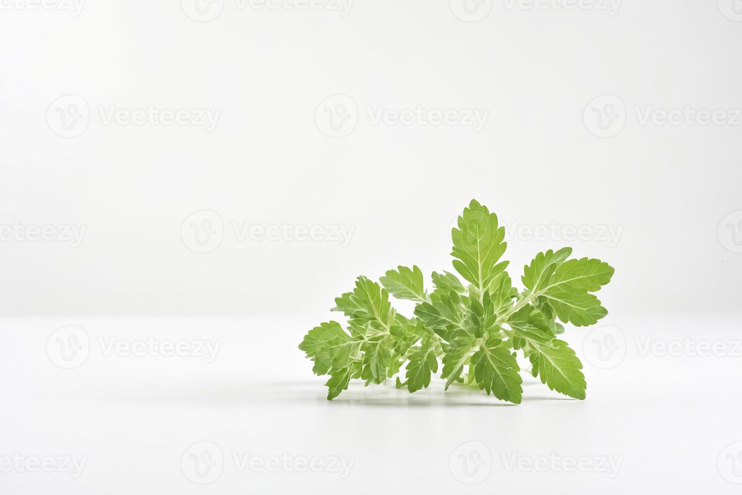 Green Leaves on White Background photo