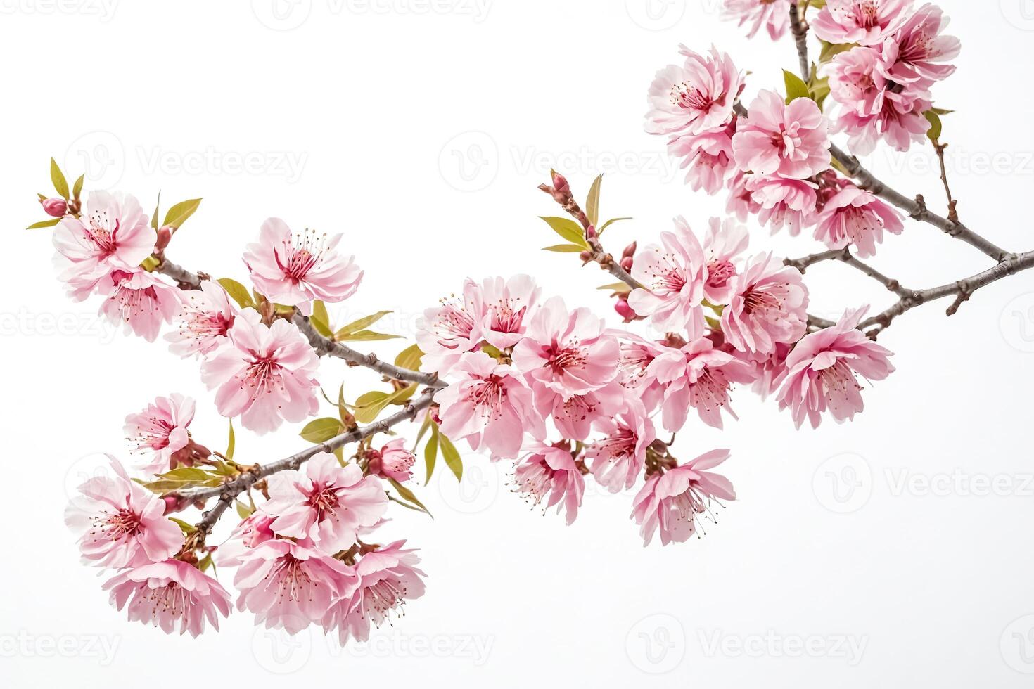 Pink Cherry Blossom Branch on White Background photo