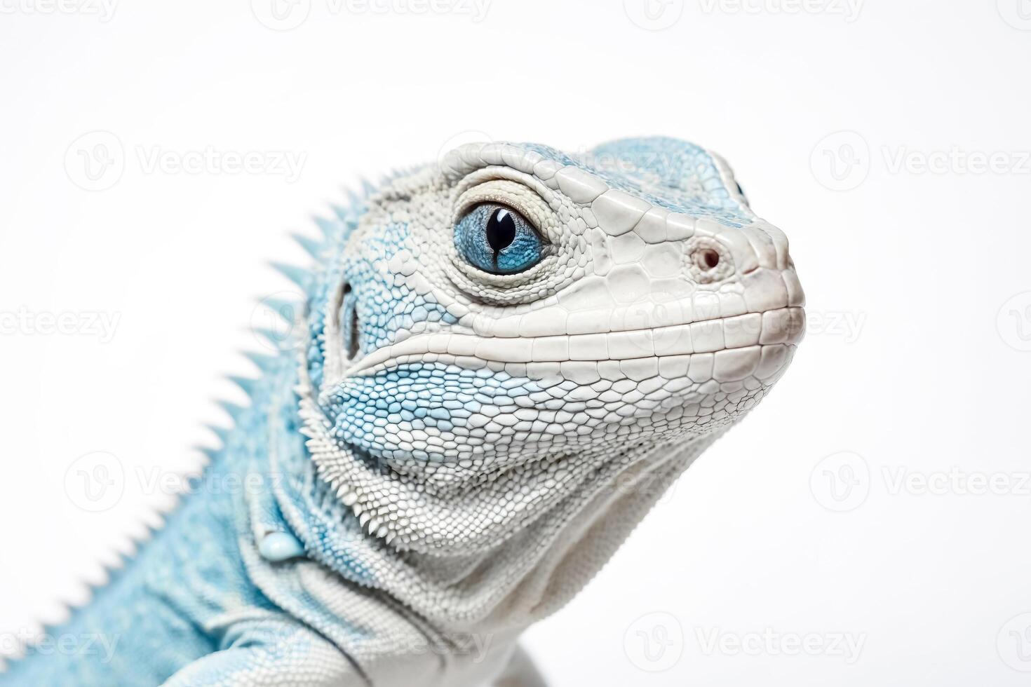 Blue and White Lizard Portrait photo