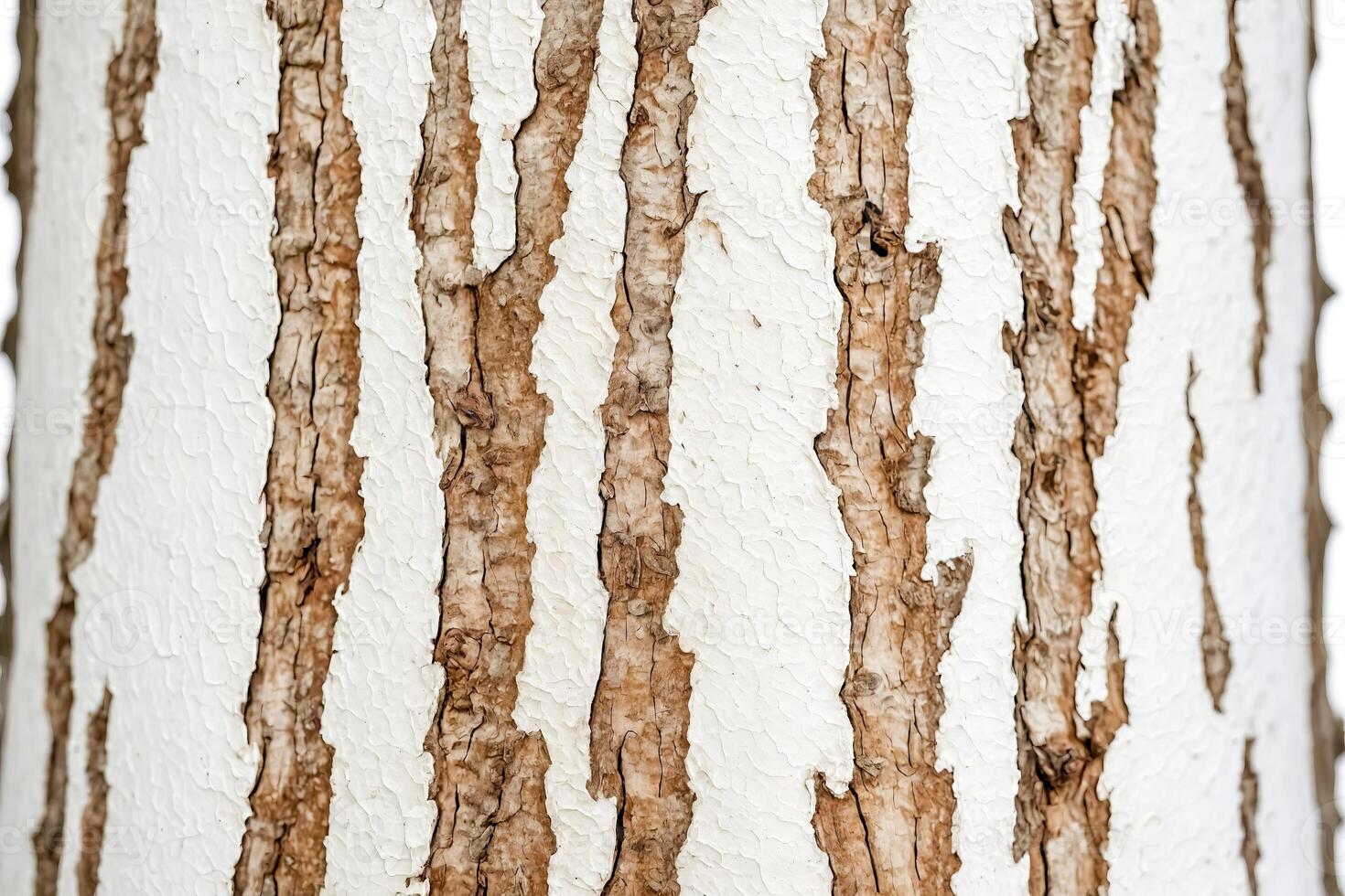 Close Up of Tree Bark with White Paint photo