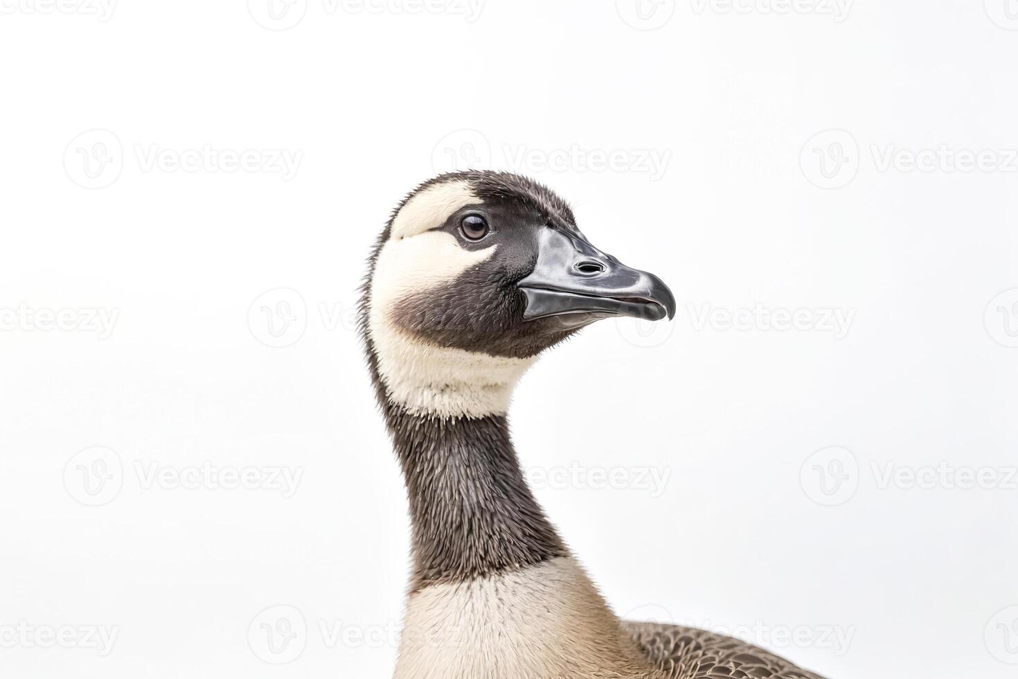 Close-up of a Canada Goose's Head photo