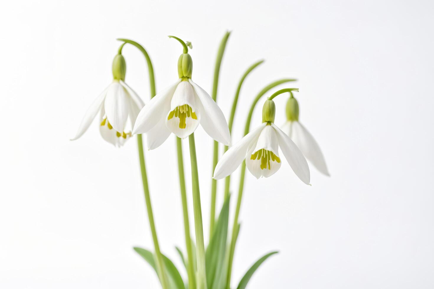 Delicate Snowdrop Flowers on a White Background photo