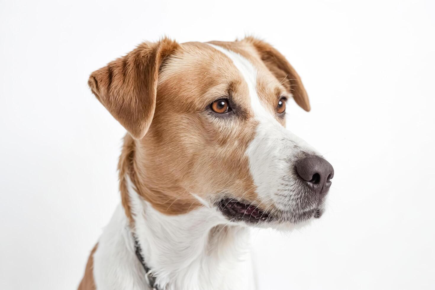 Dog portrait with white background photo