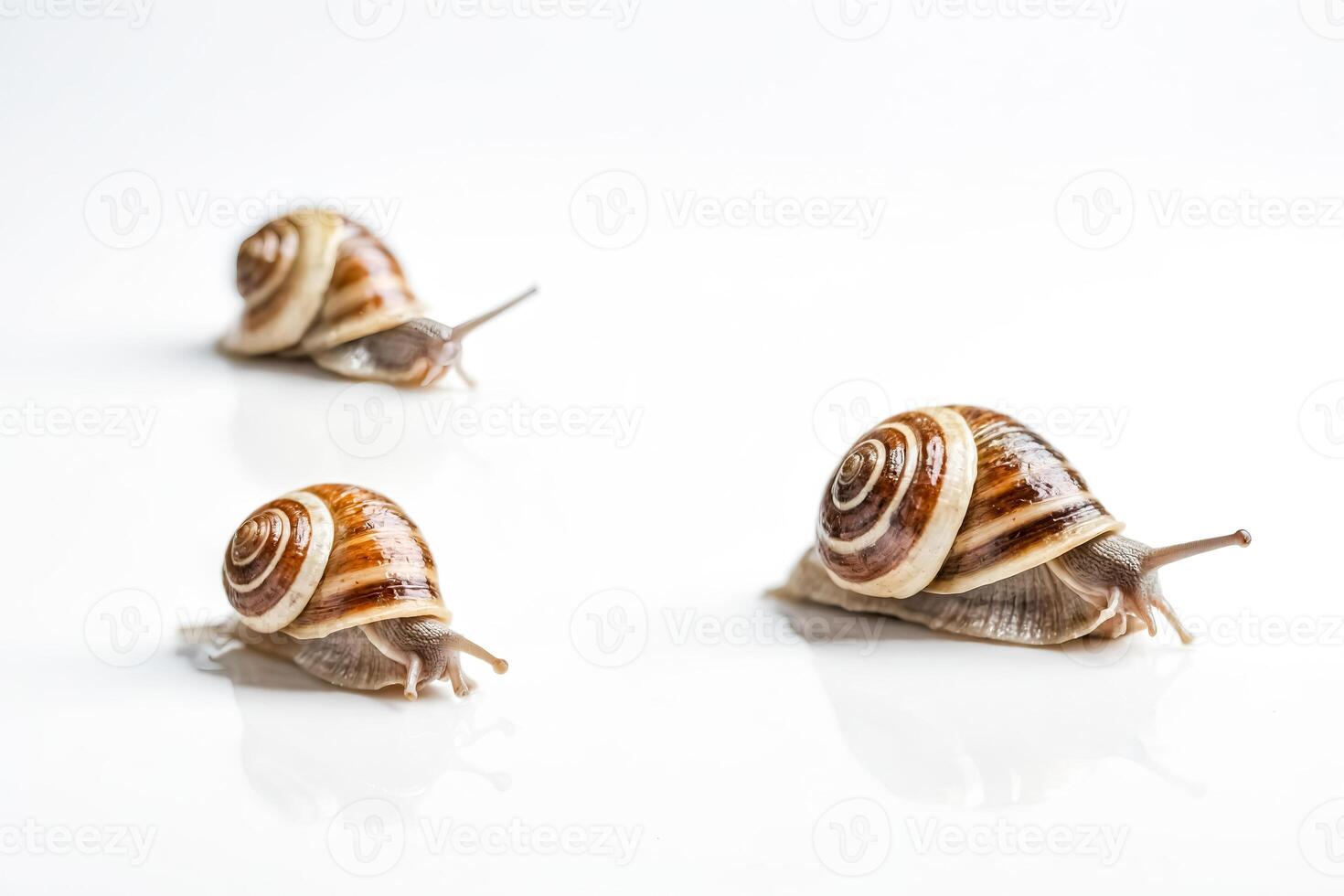 Three Snails Crawling on a White Surface photo