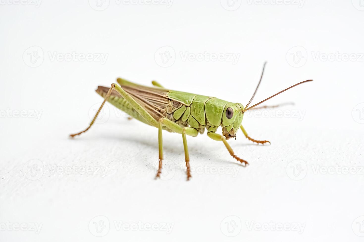 Green Grasshopper on White Background photo