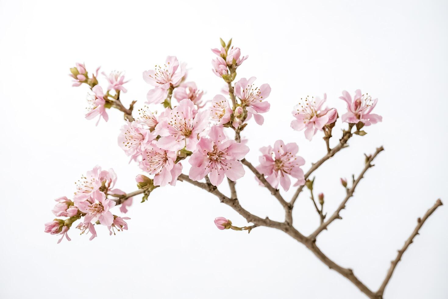Delicate Pink Peach Blossoms on a Branch photo