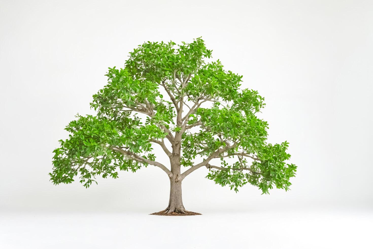 Green Tree Isolated on White Background photo
