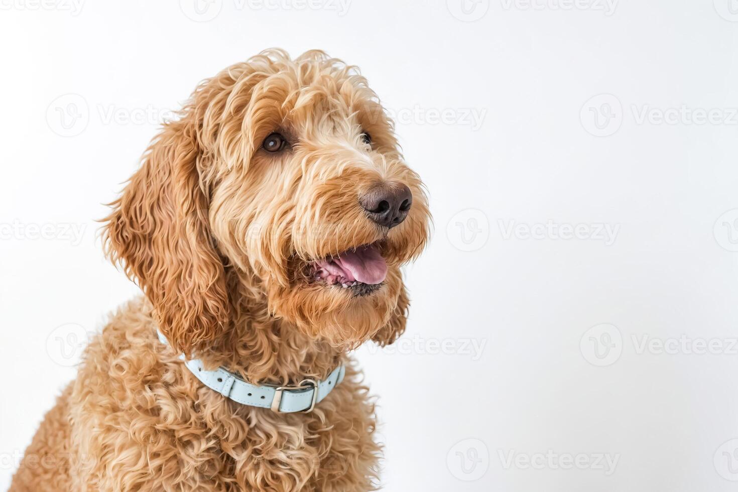 Happy Dog with Tongue Out photo