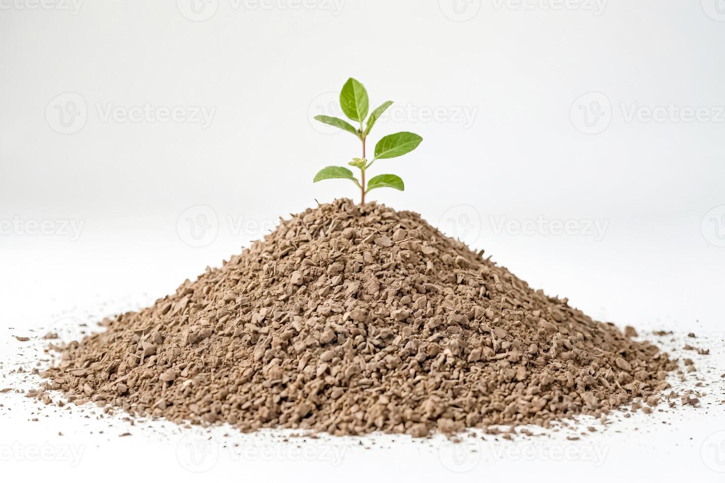 New Life Emerging From Soil photo