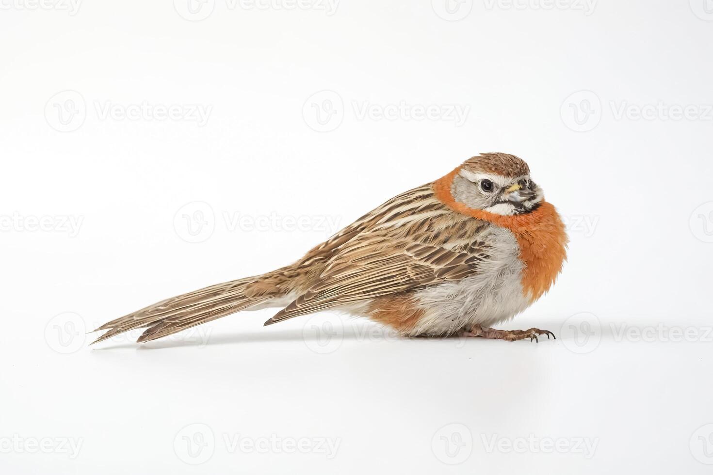 Closeup of a bird with brown and orange feathers on a white background photo