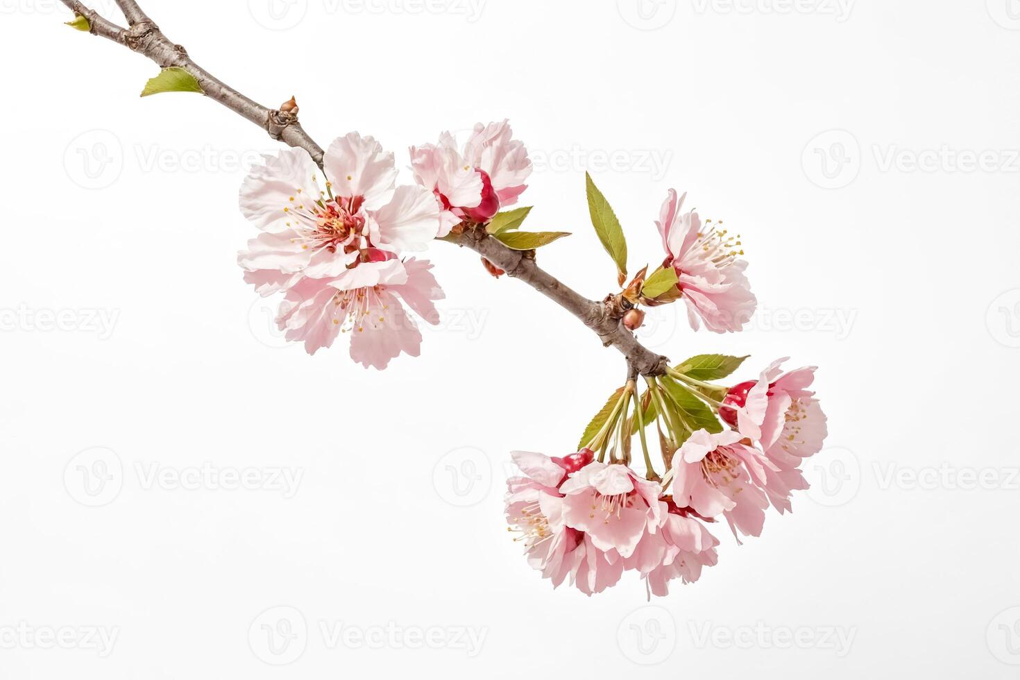 Pink Almond Blossom Branch Isolated on White Background photo