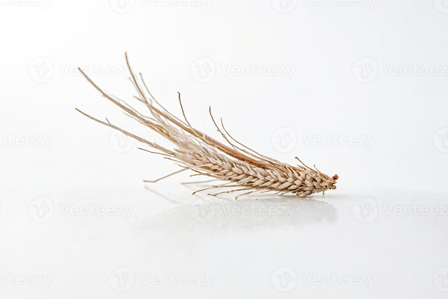 Single Wheat Spike on White Background photo