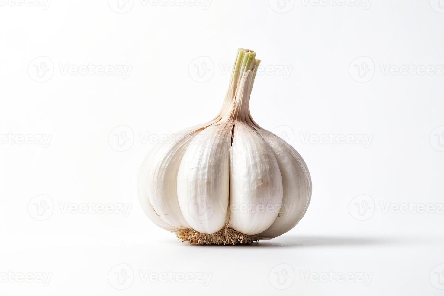 Single Garlic Bulb Isolated on White Background photo