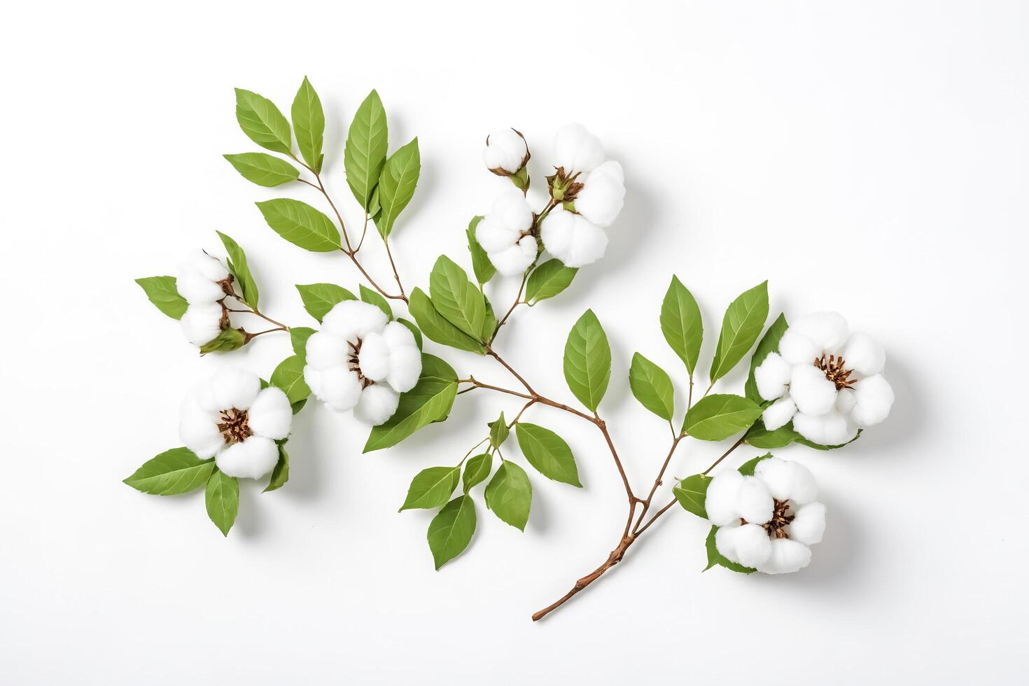 Cotton Branch with Green Leaves on White Background photo