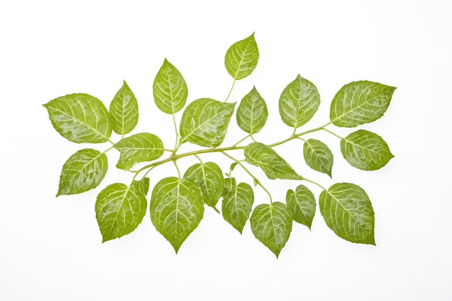 Green leaves branch isolated on white background photo