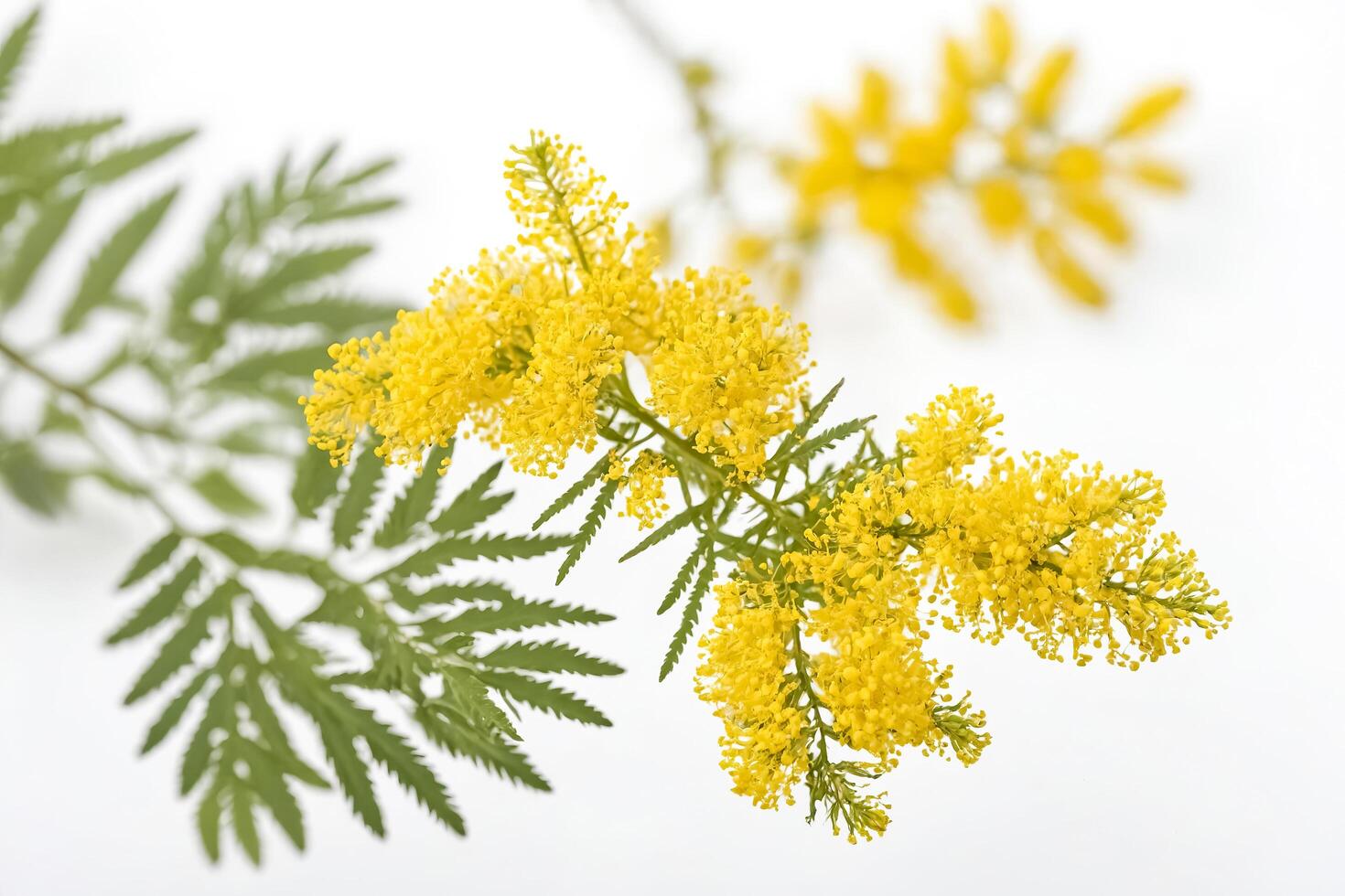 Yellow Flowers and Green Leaves on White Background photo
