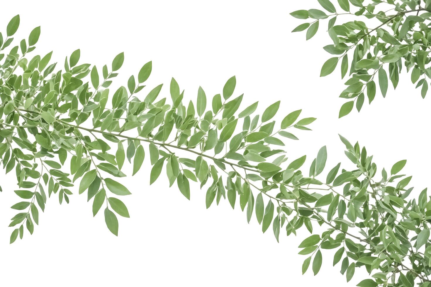 Green Leaves Branch Isolated on White Background photo