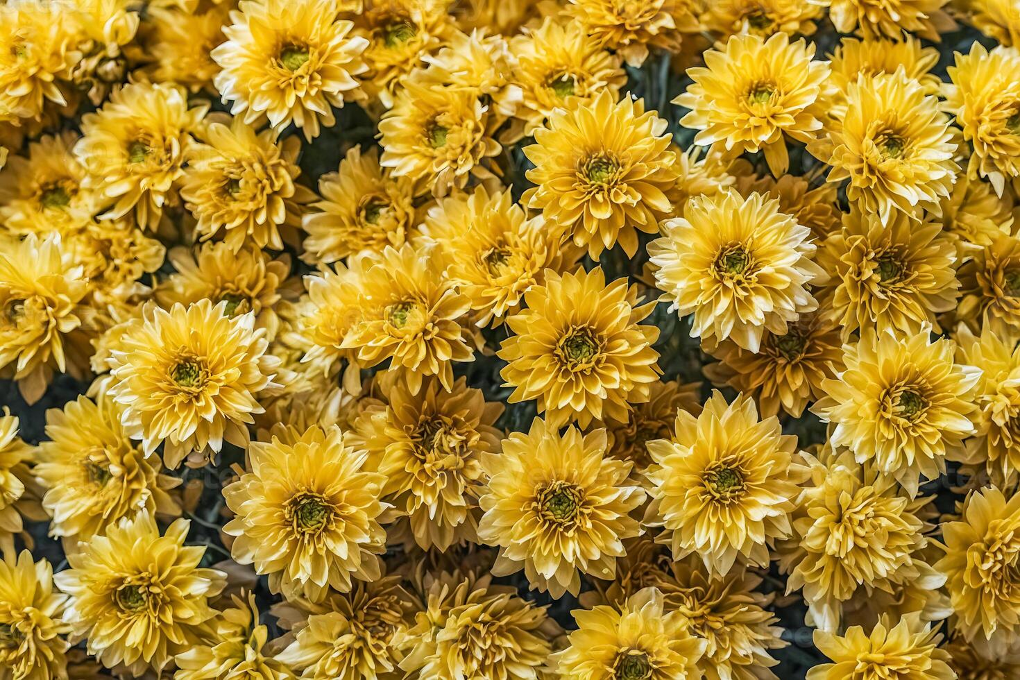 Closeup of Yellow Chrysanthemums photo