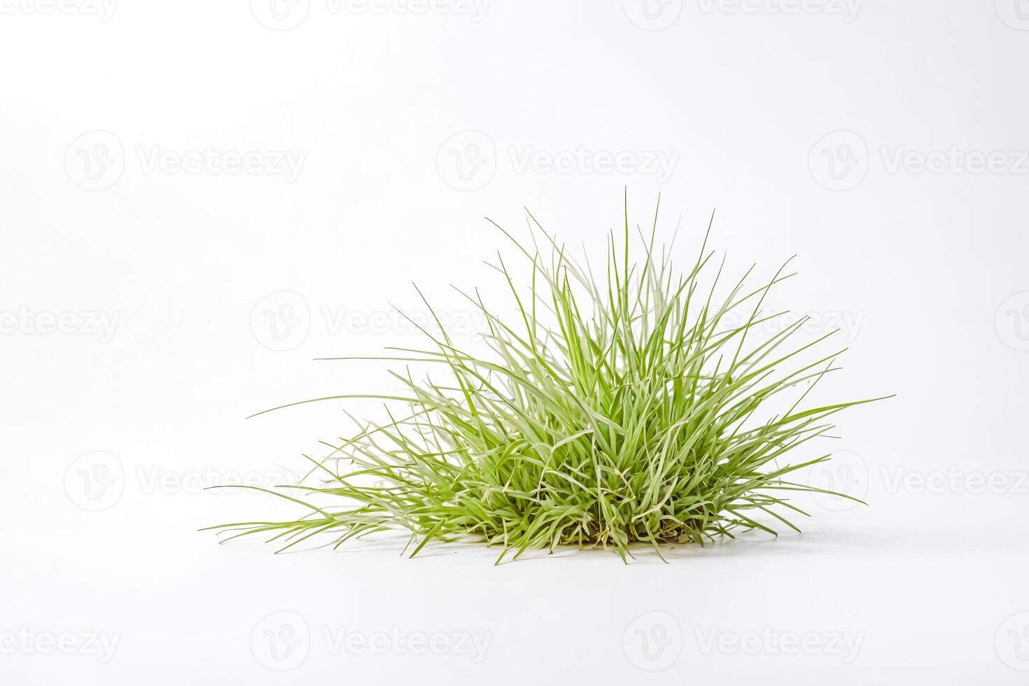 Green Grass Tuft Isolated on White Background photo