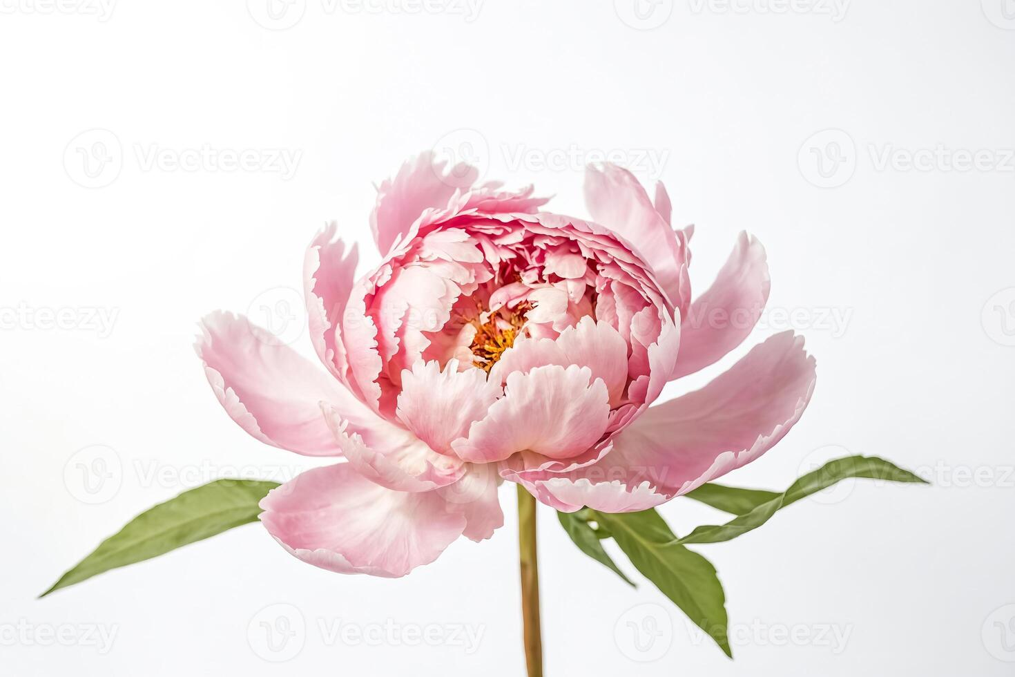Single Pink Peony Flower on White Background photo