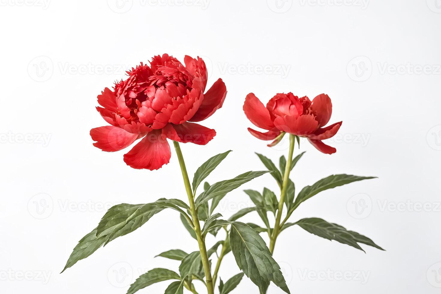 Red Peony Flowers with White Background photo