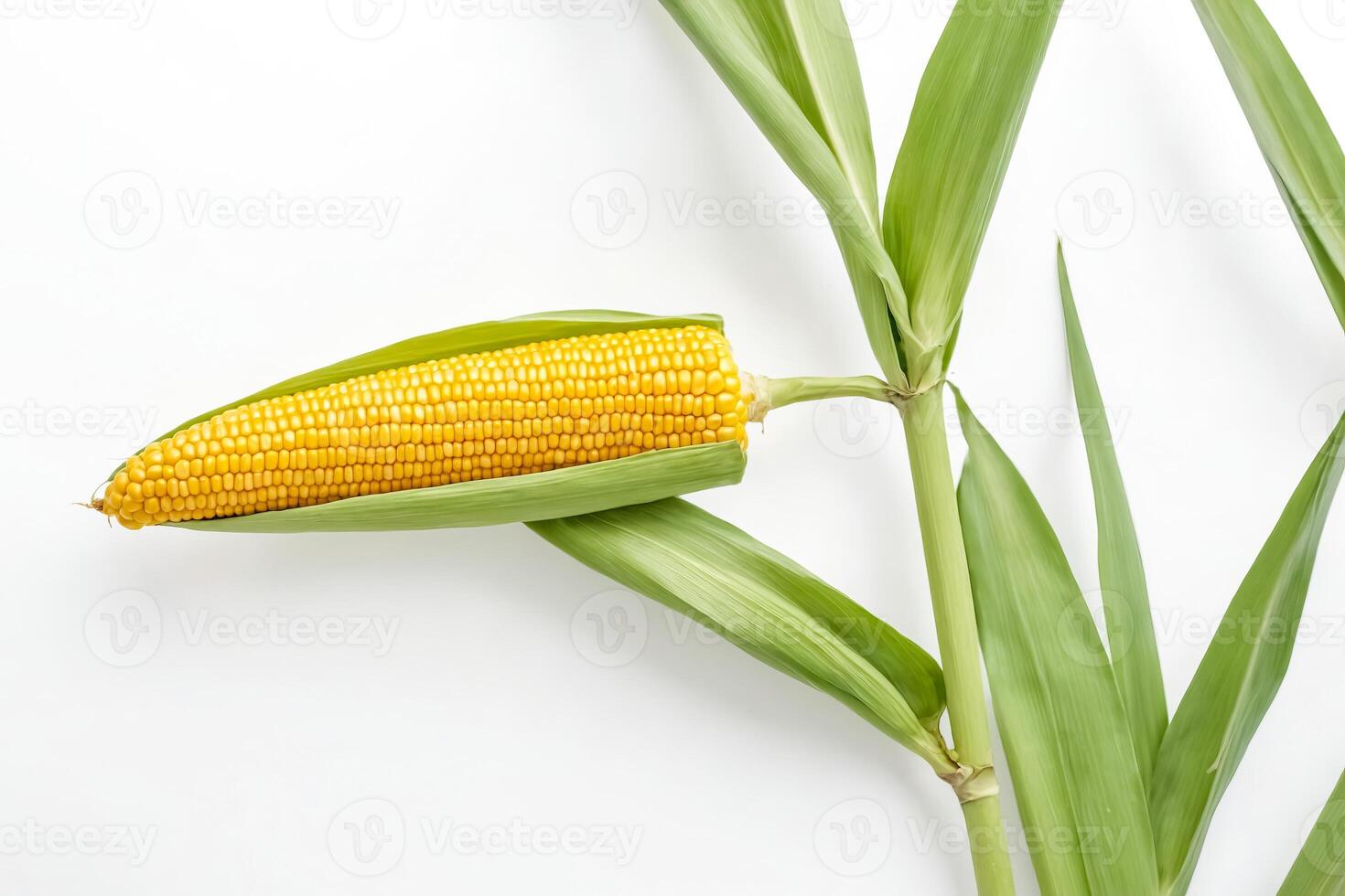 Fresh Corn on the Cob with Husks photo