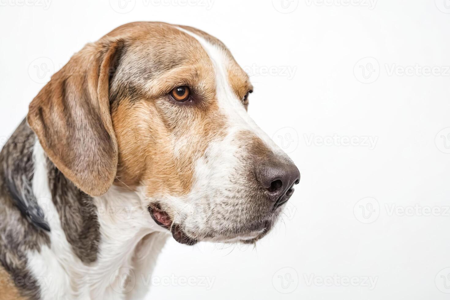 Closeup of a Dog's Face photo