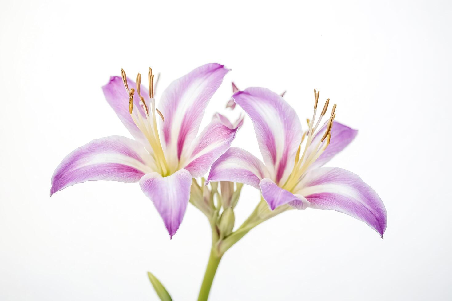 Closeup of delicate purple flower on white background photo